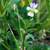 Viola arvensis Sur le Nature.Guide de RikenMon