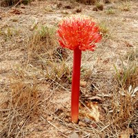 Haemanthus amarylloides En la Guía-Naturaleza de RikenMon