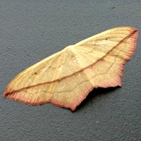 Cyclophora linearia on RikenMon's Nature.Guide