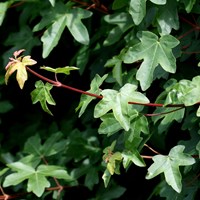 Acer campestre su guida naturalistica di RikenMon