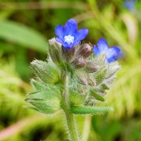 Anchusa officinalis on RikenMon's Nature.Guide