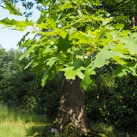 Quercus rubra En la Guía-Naturaleza de RikenMon