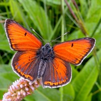 Lycaena hippothoe on RikenMon's Nature.Guide