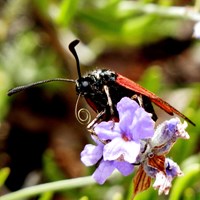 Zygaena purpuralis su guida naturalistica di RikenMon