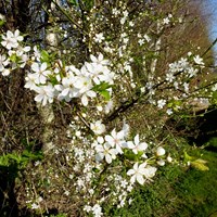 Prunus spinosa Em Nature.Guide de RikenMon