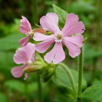 Silene dioica Auf RikenMons Nature.Guide