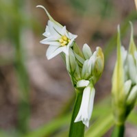Allium triquetrum En la Guía-Naturaleza de RikenMon