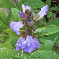 Salvia officinalis on RikenMon's Nature.Guide