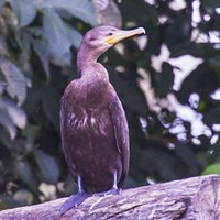 Phalacrocorax brasilianus En la Guía-Naturaleza de RikenMon
