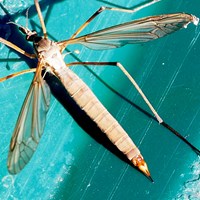 Tipula oleracea Sur le Nature.Guide de RikenMon
