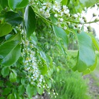 Prunus padus Em Nature.Guide de RikenMon