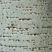 Populus alba Sur le Nature.Guide de RikenMon