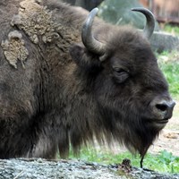 Bison bonasus En la Guía-Naturaleza de RikenMon