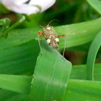 Rhabdomiris striatellus En la Guía-Naturaleza de RikenMon
