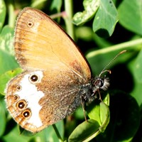 Coenonympha arcania on RikenMon's Nature.Guide