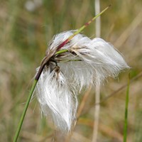 Eriophorum angustifolium En la Guía-Naturaleza de RikenMon