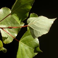 Populus nigra su guida naturalistica di RikenMon