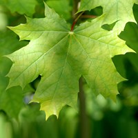Acer platanoides su guida naturalistica di RikenMon