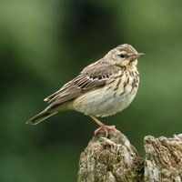 Anthus trivialis on RikenMon's Nature.Guide