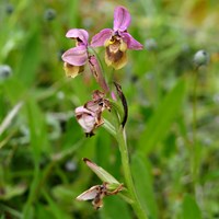 Ophrys tenthredinifera Sur le Nature.Guide de RikenMon