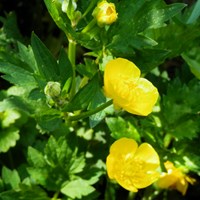 Ranunculus repens En la Guía-Naturaleza de RikenMon