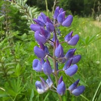 Lupinus polyphyllus  on RikenMon's Nature.Guide