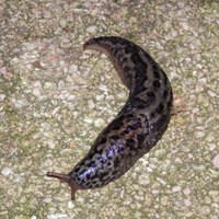 Limax maximus on RikenMon's Nature.Guide