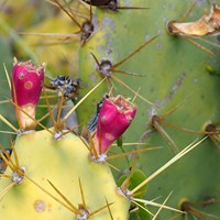 Opuntia ficus-indica on RikenMon's Nature.Guide