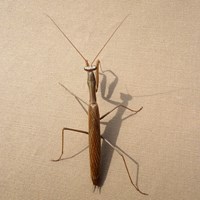 Mantis religiosa En la Guía-Naturaleza de RikenMon