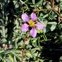 Fagonia cretica on RikenMon's Nature.Guide