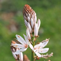 Asphodelus ramosus En la Guía-Naturaleza de RikenMon