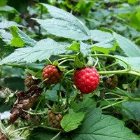 Rubus idaeus Em Nature.Guide de RikenMon