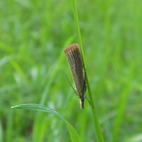 Chrysoteuchia culmella Em Nature.Guide de RikenMon