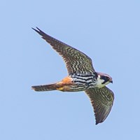Falco subbuteo Auf RikenMons Nature.Guide