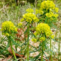 Euphorbia cyparissias su guida naturalistica di RikenMon