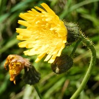 Sonchus arvensis on RikenMon's Nature.Guide