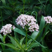 Valeriana officinalis En la Guía-Naturaleza de RikenMon