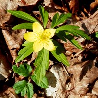 Anemone ranunculoides on RikenMon's Nature.Guide