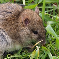 Rattus rattus En la Guía-Naturaleza de RikenMon
