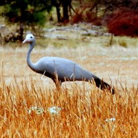 Anthropoides paradiseus su guida naturalistica di RikenMon