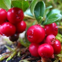 Vaccinium vitis-idaea En la Guía-Naturaleza de RikenMon