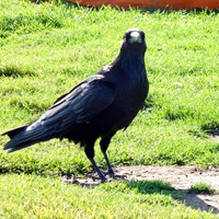 Corvus brachyrhynchos En la Guía-Naturaleza de RikenMon