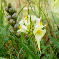 Linaria vulgaris  su guida naturalistica di RikenMon