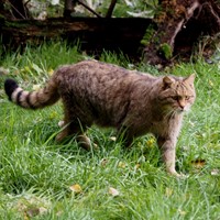 Felis silvestris Sur le Nature.Guide de RikenMon