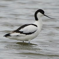 Recurvirostra avosetta on RikenMon's Nature.Guide