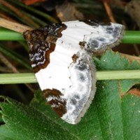 Mesoleuca albicillata En la Guía-Naturaleza de RikenMon