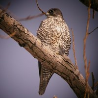 Falco rusticolus Sur le Nature.Guide de RikenMon