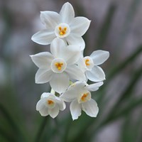 Narcissus papyraceus Sur le Nature.Guide de RikenMon