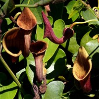 Aristolochia baetica En la Guía-Naturaleza de RikenMon