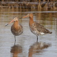 Limosa limosa on RikenMon's Nature.Guide